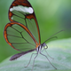 Illustration for article titled The Strange Cuteness of Insect Portraits